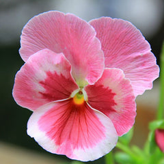 100 Pink Butterfly Pansy Flower Seeds