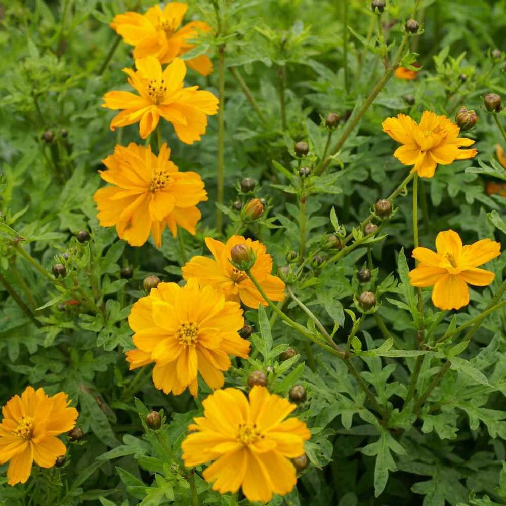 500 Sulphureus Gold Cosmos Flower Seeds