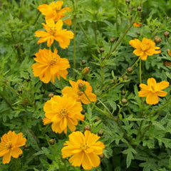 500 Sulphureus Gold Cosmos Flower Seeds