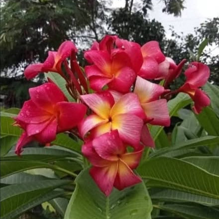 Red and pink flowers with green leaves on a blurred natural background