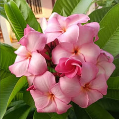 Pink and white flowers with green leaves in the background