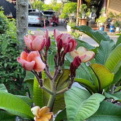 Floral plant with pink and yellow flowers in a garden setting