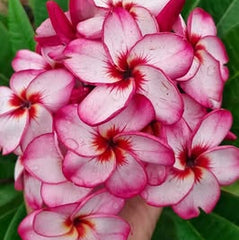20 Thai Plumeria Frangipani Flower Seeds Varieties Name Thai Tornado