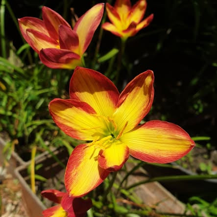 Close-up of a vibrant yellow and red flower with a blurred garden background