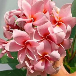 Close-up of pink flowers with a blurred background