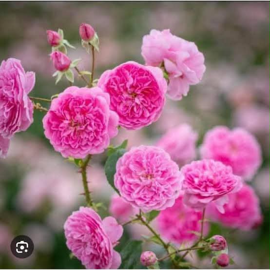 100 Rose Flower Seeds Varieties Name Harlow Carr