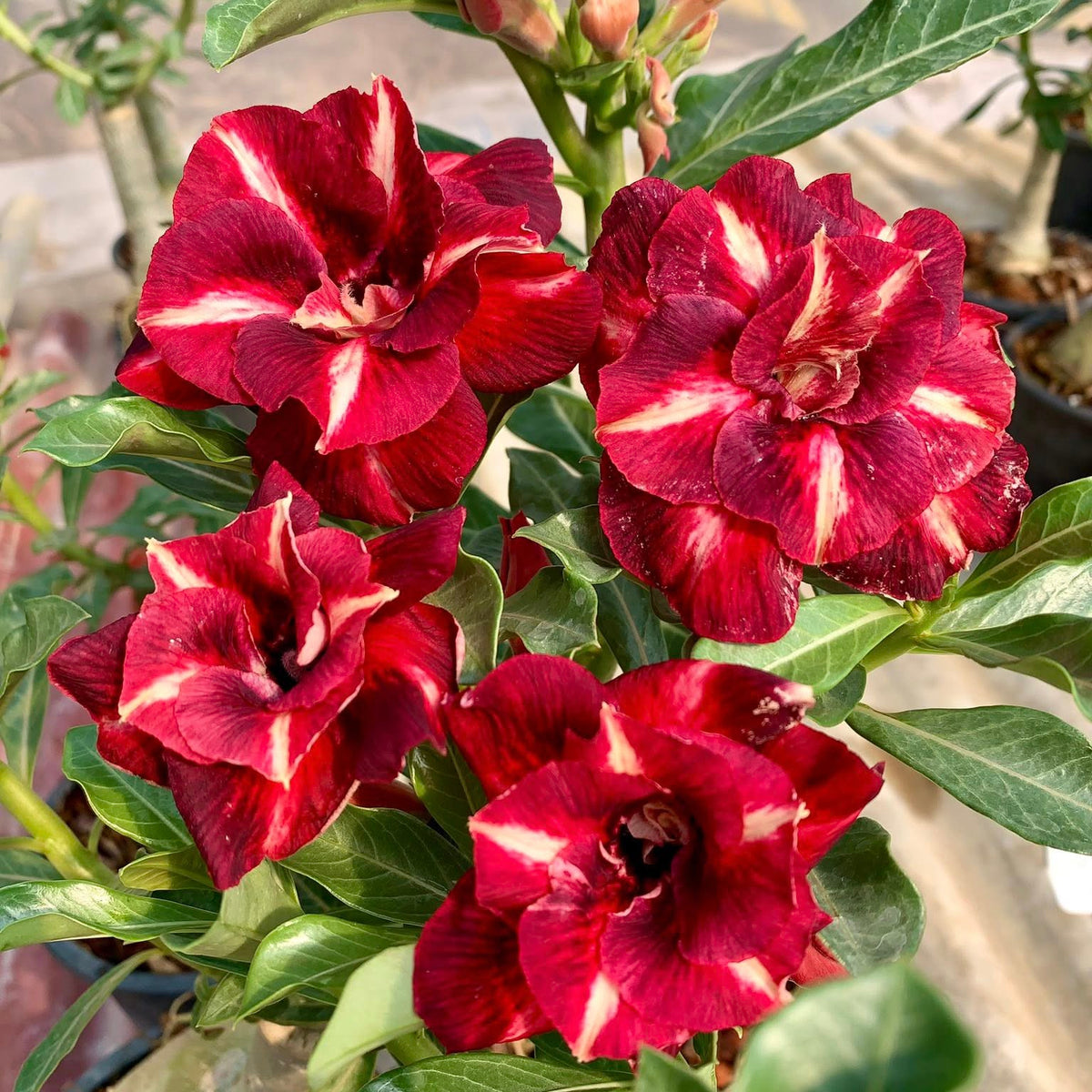 Close-up of red and white flowers with green leaves