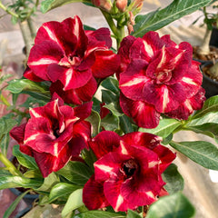 Close-up of red and white flowers with green leaves