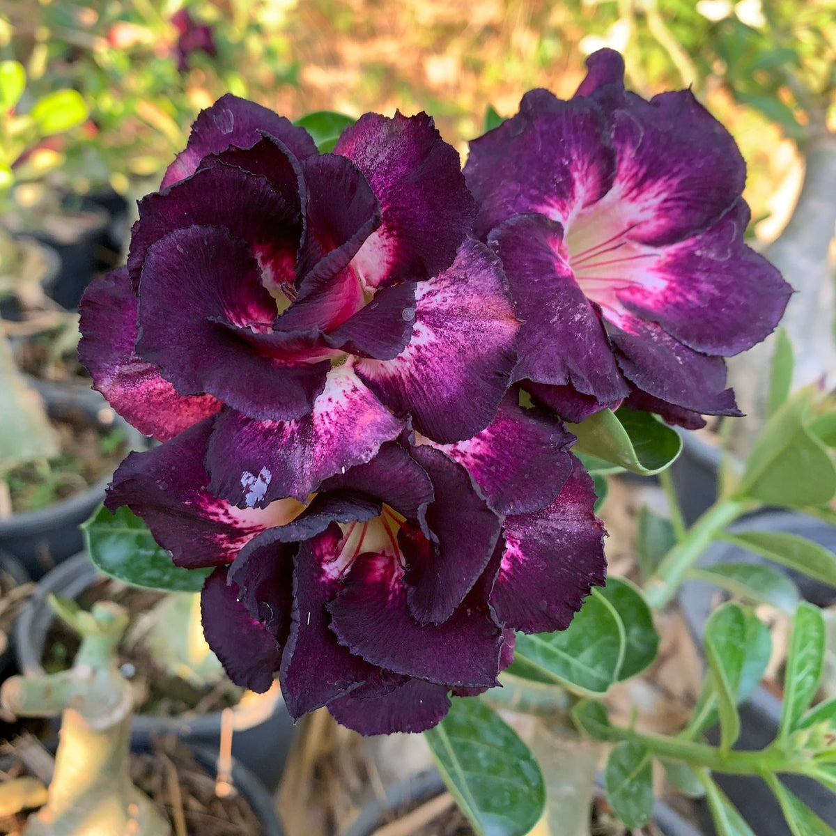 Close-up of dark purple flowers with green leaves on a blurred natural background