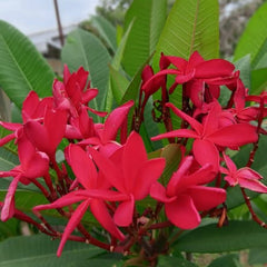 20 Thai Plumeria Frangipani Flower Seeds Varieties Name Japanese Red Lantern
