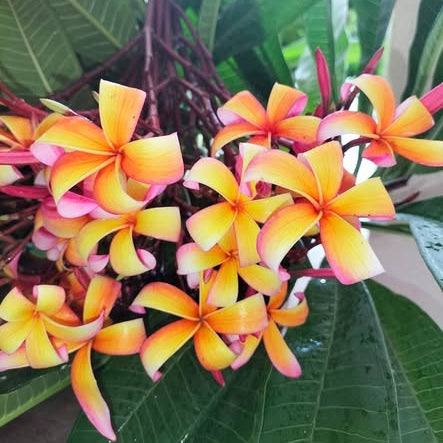 20 Thai Plumeria Frangipani Flower Seeds Varieties Name Som Raya