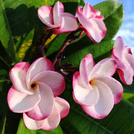 Pink and white flowers with green leaves against a blue sky.