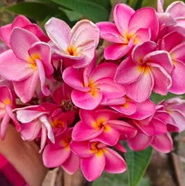 Close-up of pink and white flowers with green leaves in the background