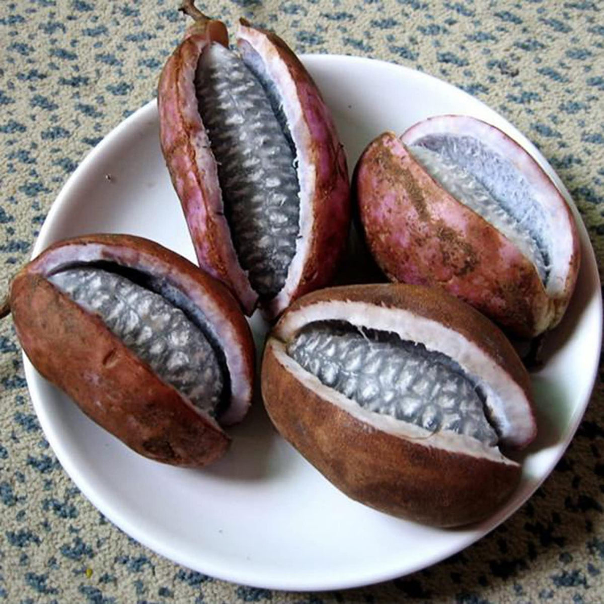 50 Purple Akebi Chocolate Vine Akebia Quinata Seeds