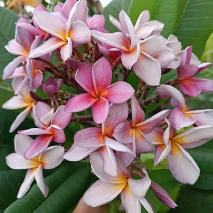 Close-up of pink and white frangipani flowers with green leaves.