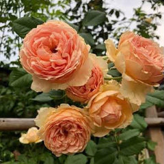Cluster of peach-colored roses with green leaves in the background