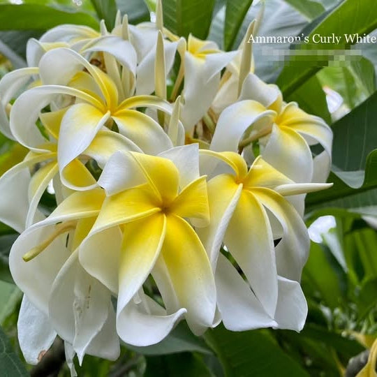 Close-up of white and yellow flowers with green leaves in the background