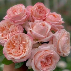 Bouquet of pink roses held by a hand with a blurred green background