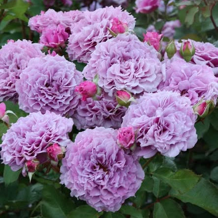 Close-up of pink flowers with green leaves in the background