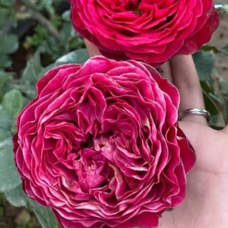 Two pink roses held by a hand with a blurred background