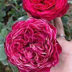 Two pink roses held by a hand with a blurred background