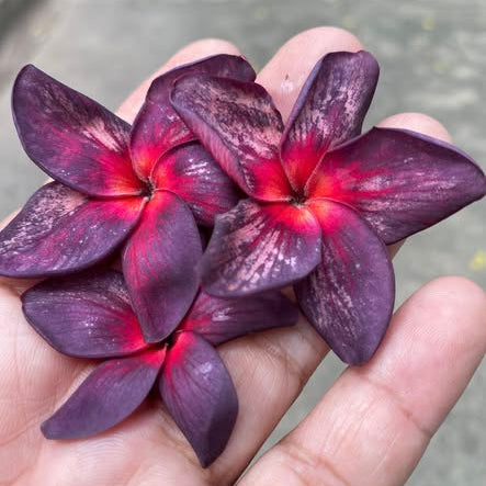 20 Thai Plumeria Frangipani Flower Seeds Varieties Name Muang Anchan