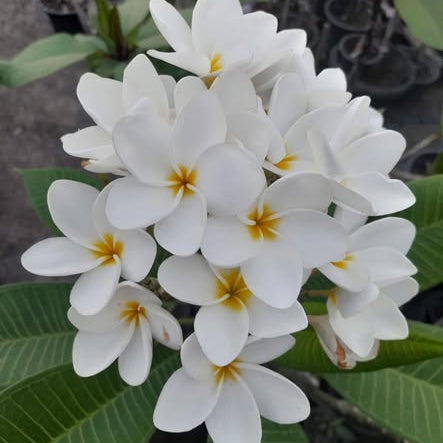 White flowers with yellow centers on a green leafy background