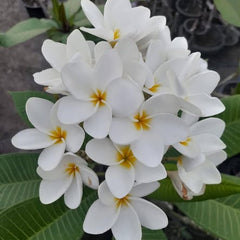 White flowers with yellow centers on a green leafy background