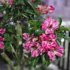 15 Adenium Obesum Desert Rose Flower Seeds Varieties Name Rosy Thang
