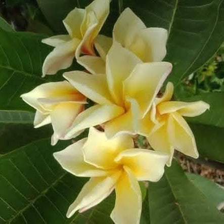 Close-up of yellow flowers with green leaves in the background