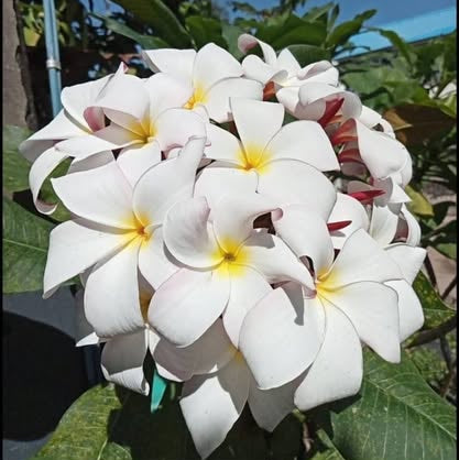 Bouquet of white and yellow flowers with green leaves in the background