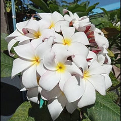 Bouquet of white and yellow flowers with green leaves in the background