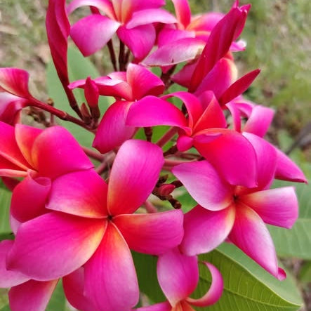 Close-up of vibrant pink and red flowers with green leaves.