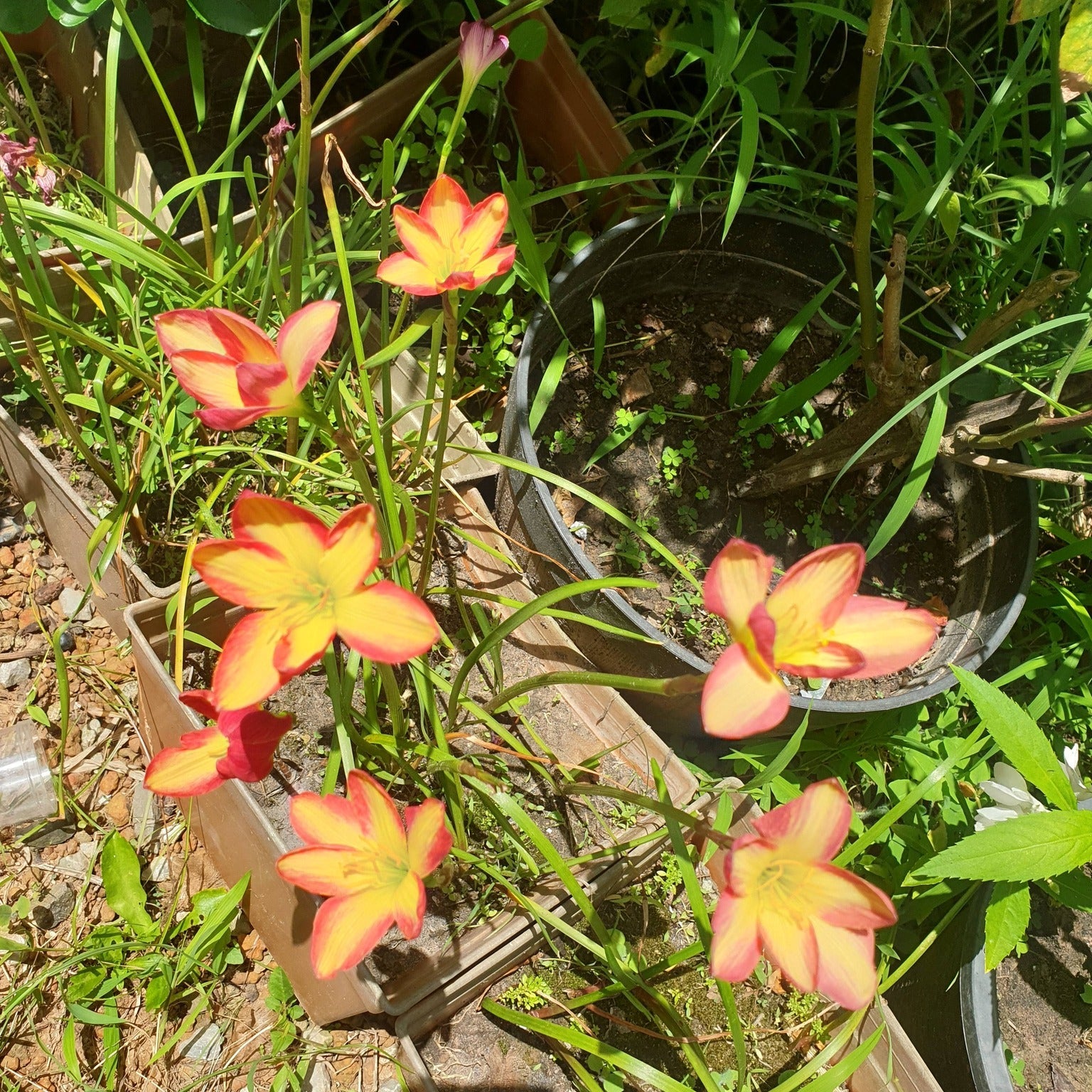 Small pink and yellow flowers growing in a garden setting with pots and plants around.