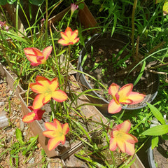 Small pink and yellow flowers growing in a garden setting with pots and plants around.