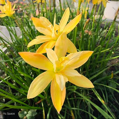 Yellow flowers with green leaves in a garden setting