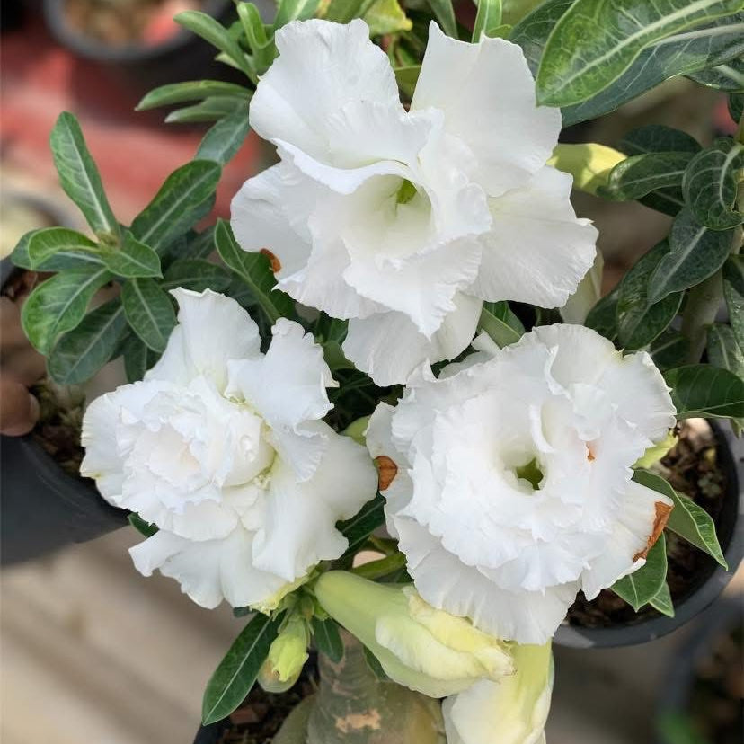 White flowers with green leaves in a pot, with blurred background