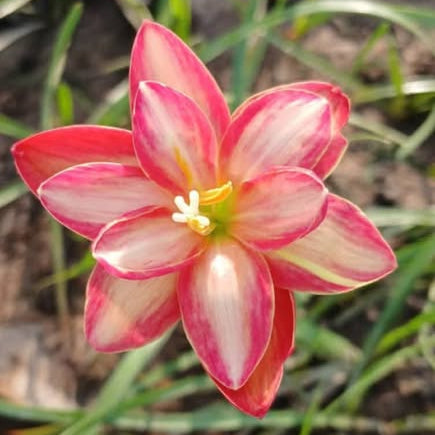 Multicolored flower with green grass in the background