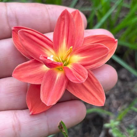 Peach-colored flower held between fingers with green grass in the background