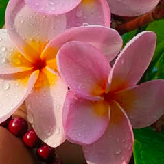 Close-up of pink and white frangipani flowers with water droplets on a green leaf background.