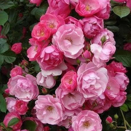 Close-up of pink and white flowers with green leaves