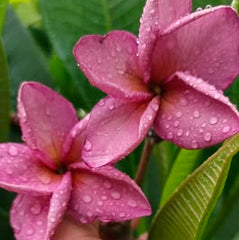 Pink flowers with green leaves on a blurred background