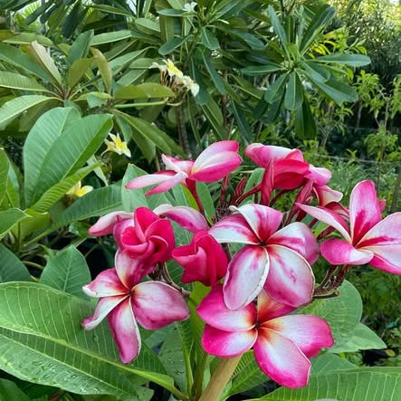 Pink and white flowers with green leaves in the background