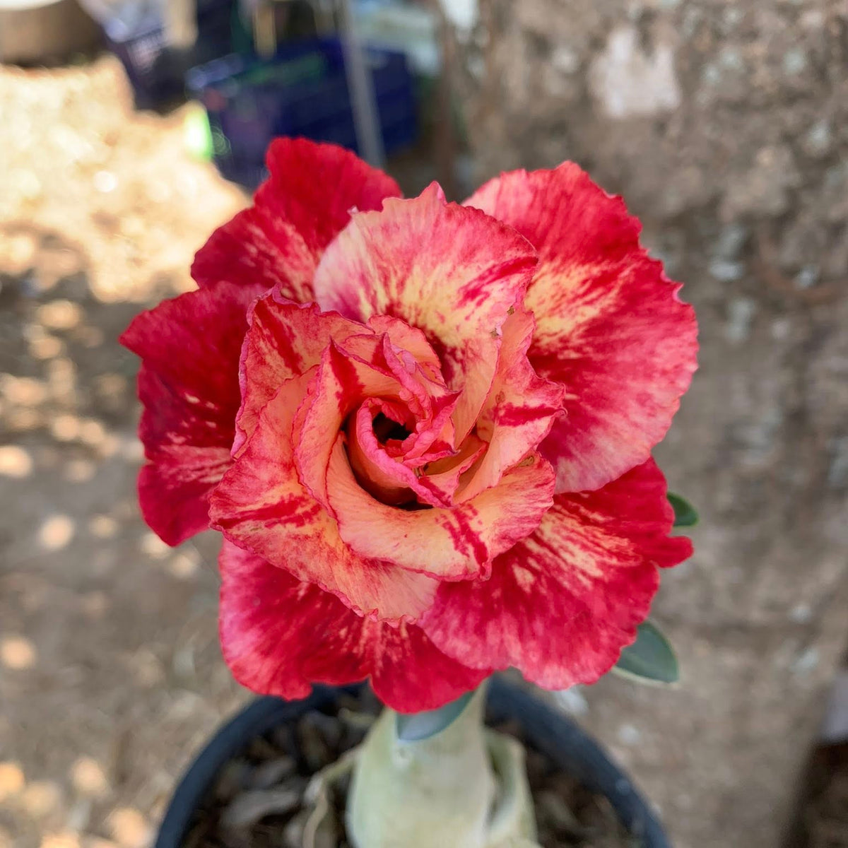 Potted plant with a red and pink flower against a blurred background