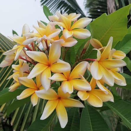 20 Thai Plumeria Frangipani Flower Seeds Varieties Name Raphin Yellow