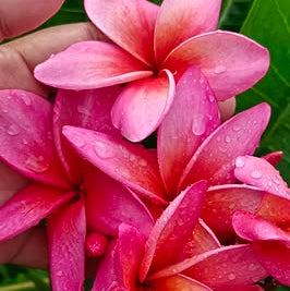 Close-up of pink and red frangipani flowers with a blurred background