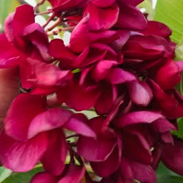 Close-up of a cluster of red and pink flowers with green leaves.