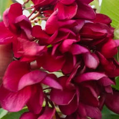 Close-up of a cluster of red and pink flowers with green leaves.
