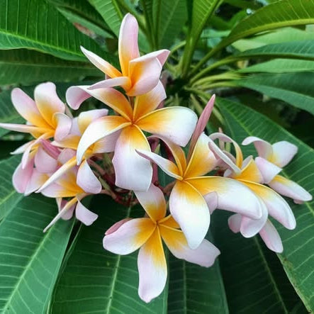 Close-up of pink and yellow flowers with green leaves
