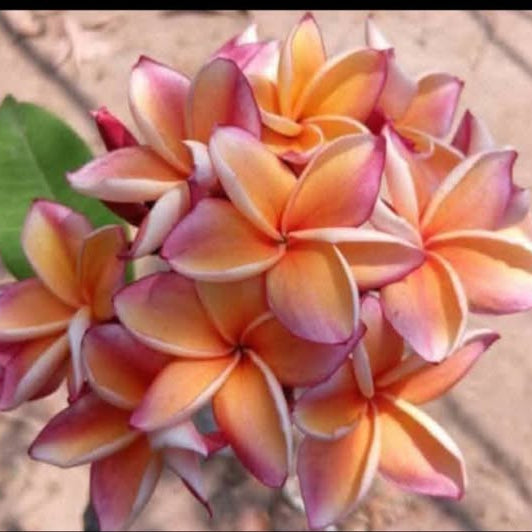 Close-up of a pink and orange frangipani flower with a blurred background